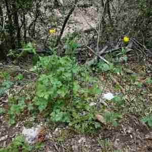 Photographie n°2305882 du taxon Ranunculus aduncus Gren. [1847]