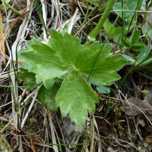 Photographie n°2305887 du taxon Ranunculus aduncus Gren. [1847]