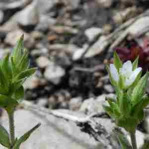 Photographie n°2305904 du taxon Arenaria serpyllifolia L. [1753]