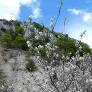 Photographie n°2305915 du taxon Amelanchier ovalis Medik. [1793]