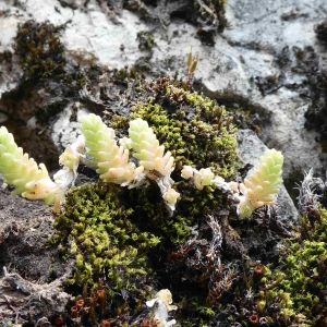 Photographie n°2305961 du taxon Sedum dasyphyllum L. [1753]