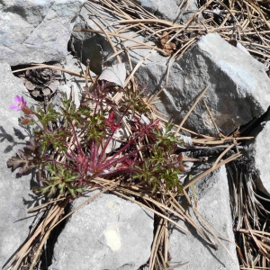 Photographie n°2305969 du taxon Geranium robertianum L. [1753]