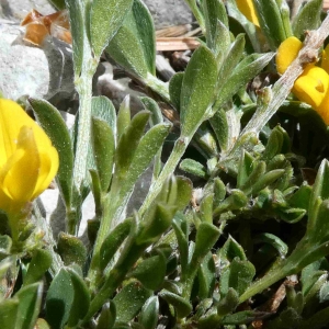 Photographie n°2305975 du taxon Genista pilosa L. [1753]