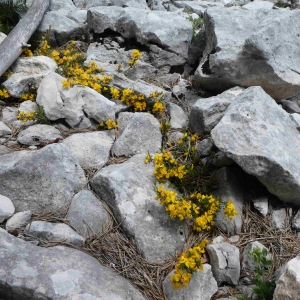 Photographie n°2305976 du taxon Genista pilosa L. [1753]