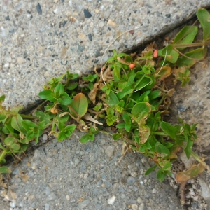 Photographie n°2305982 du taxon Lysimachia arvensis (L.) U.Manns & Anderb.