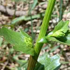 Photographie n°2305997 du taxon Barbarea vulgaris R.Br. [1812]