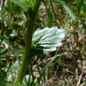 Photographie n°2305998 du taxon Barbarea vulgaris R.Br. [1812]