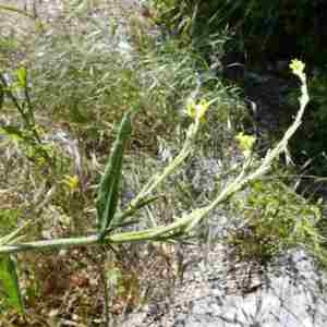 Photographie n°2306010 du taxon Sisymbrium officinale (L.) Scop. [1772]