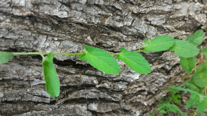 Chloé Dervin, le 28 mai 2019 (Saleilles)