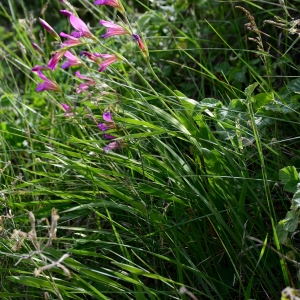 Photographie n°2306017 du taxon Gladiolus italicus Mill. [1768]
