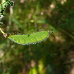 Photographie n°2306030 du taxon Cytisus scoparius (L.) Link