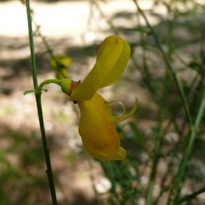 Photographie n°2306031 du taxon Cytisus scoparius (L.) Link