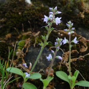 Photographie n°2306044 du taxon Veronica officinalis L.