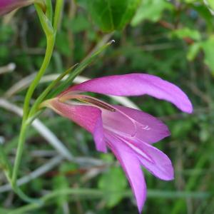Photographie n°2306045 du taxon Gladiolus italicus Mill. [1768]