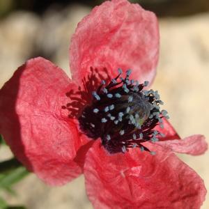 Photographie n°2306063 du taxon Papaver argemone L. [1753]