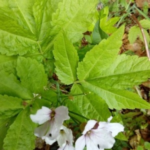 Photographie n°2306078 du taxon Cardamine heptaphylla (Vill.) O.E.Schulz