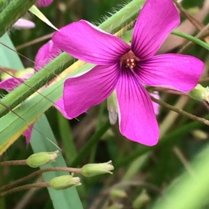 Photographie n°2306095 du taxon Oxalis articulata Savigny [1798]