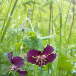 Photographie n°2306104 du taxon Geranium phaeum L.