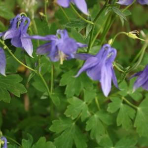 Photographie n°2306133 du taxon Aquilegia vulgaris L. [1753]