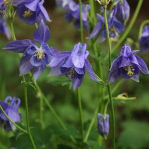 Photographie n°2306135 du taxon Aquilegia vulgaris L. [1753]