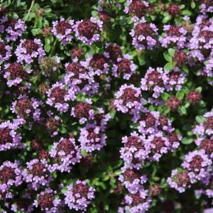 Photographie n°2306146 du taxon Thymus serpyllum L. [1753]