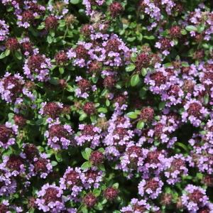 Photographie n°2306147 du taxon Thymus serpyllum L. [1753]