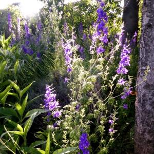 Photographie n°2306148 du taxon Delphinium ajacis L. [1753]