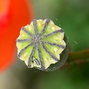 Photographie n°2306154 du taxon Papaver rhoeas L. [1753]