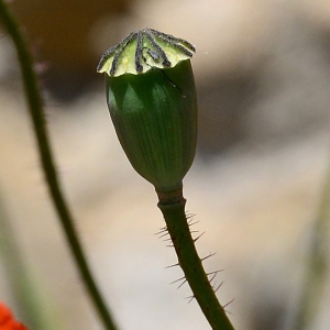 Photographie n°2306155 du taxon Papaver rhoeas L. [1753]