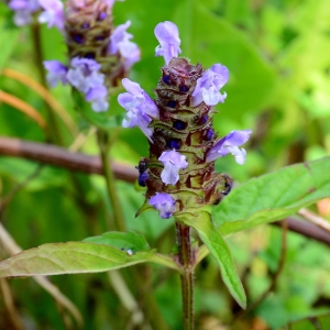 Photographie n°2306166 du taxon Prunella vulgaris L. [1753]