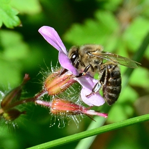 Photographie n°2306181 du taxon Geranium robertianum L. [1753]