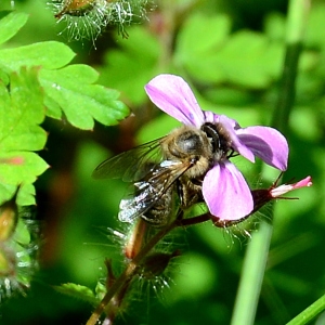 Photographie n°2306182 du taxon Geranium robertianum L. [1753]