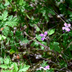 Photographie n°2306184 du taxon Geranium robertianum L. [1753]