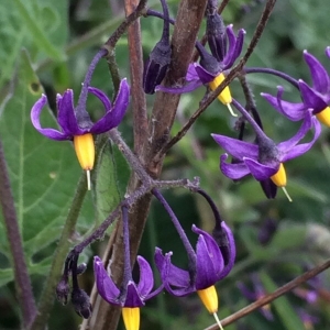 Photographie n°2306199 du taxon Solanum dulcamara L. [1753]