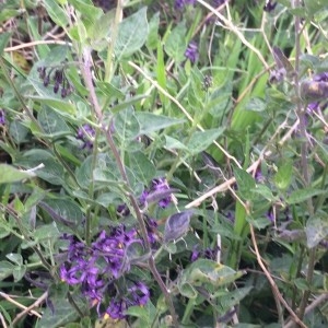 Photographie n°2306200 du taxon Solanum dulcamara L. [1753]