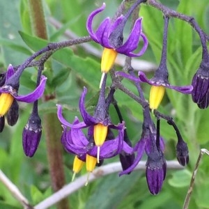 Photographie n°2306201 du taxon Solanum dulcamara L. [1753]