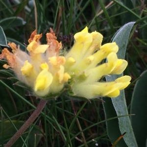 Photographie n°2306206 du taxon Anthyllis vulneraria L. [1753]
