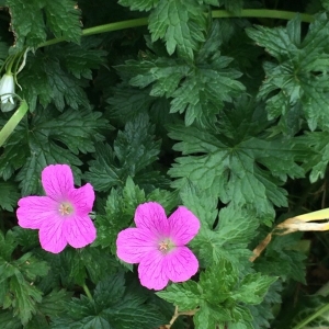 Photographie n°2306220 du taxon Geranium endressii J.Gay [1832]