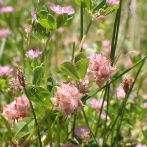 Photographie n°2306273 du taxon Trifolium resupinatum L. [1753]