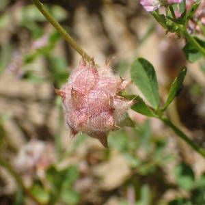 Photographie n°2306274 du taxon Trifolium resupinatum L. [1753]