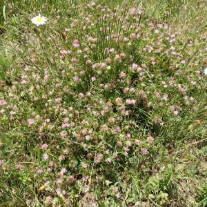 Photographie n°2306276 du taxon Trifolium resupinatum L. [1753]