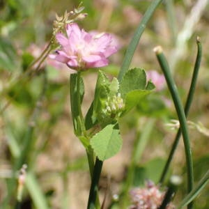 Photographie n°2306277 du taxon Trifolium resupinatum L. [1753]