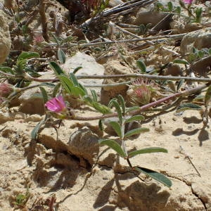 Photographie n°2306278 du taxon Onobrychis caput-galli (L.) Lam. [1779]