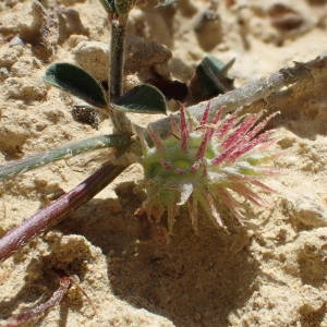 Photographie n°2306279 du taxon Onobrychis caput-galli (L.) Lam. [1779]