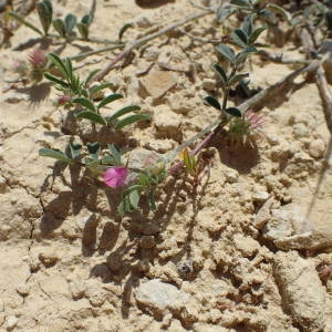 Photographie n°2306280 du taxon Onobrychis caput-galli (L.) Lam. [1779]