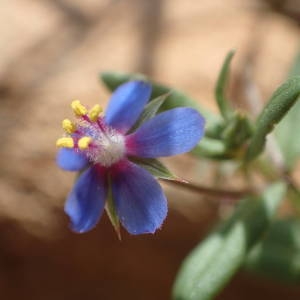 Photographie n°2306297 du taxon Lysimachia foemina (Mill.) U.Manns & Anderb.