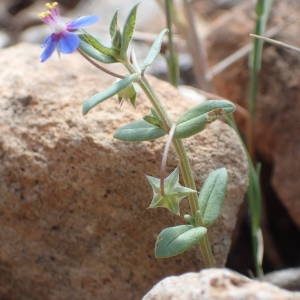 Photographie n°2306298 du taxon Lysimachia foemina (Mill.) U.Manns & Anderb.