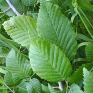 Photographie n°2306310 du taxon Carpinus betulus L. [1753]