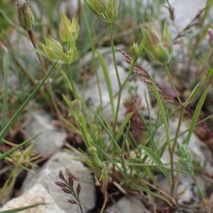 Photographie n°2306328 du taxon Bupleurum baldense Turra