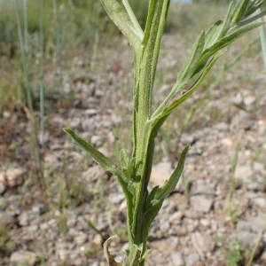 Photographie n°2306336 du taxon Centaurea melitensis L. [1753]